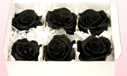 Hoa hồng đen 250.000 đồng/bông bung hàng dịp Valentine