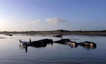  Hàng trăm con cá voi chết ở biển New Zealand 