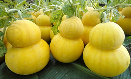 Những loại dưa hấu bạc triệu nào “hot” nhất Tết này?