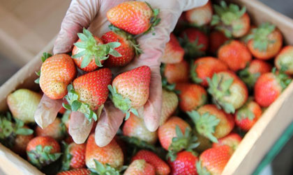 Những vườn dâu Mỹ, Nhật ở xứ lạnh Đà Lạt