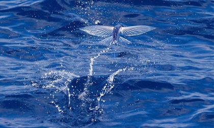 'Nhảy' sóng Hoàng Sa câu cá chuồn cồ