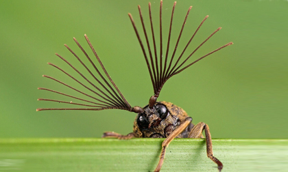  Côn trùng tuyệt đẹp dưới ống kính nhiếp ảnh