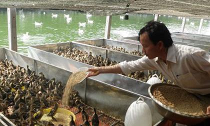 'Vua' vịt trời và 'siêu dự án' nuôi vịt bằng thảo dược