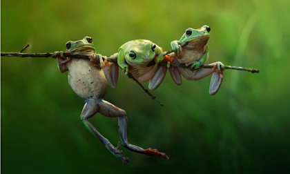 Ngắm những bức ảnh tuyệt đẹp về động vật 