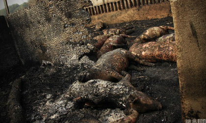 300 chú lợn chết cháy vì pháo hoa