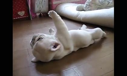 Cún con đáng yêu 'mắc cạn' khi bị lật ngửa