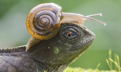 Ốc sên 'cưỡi' cổ thằn lằn đi chơi