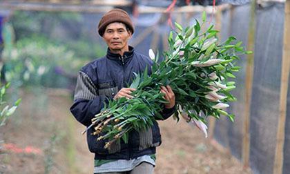 Người Tây Tựu vất vả chăm hoa chờ ngày 8/3