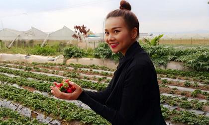 Thanh Hằng hào hứng đi hái dâu ở Đà Lạt