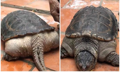 Những loài sinh vật kỳ lạ được phát hiện ở Việt Nam