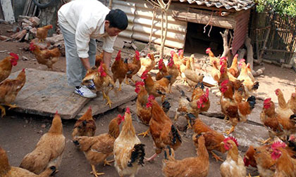 Chiêu rửa độc cá, gà trước khi ra chợ