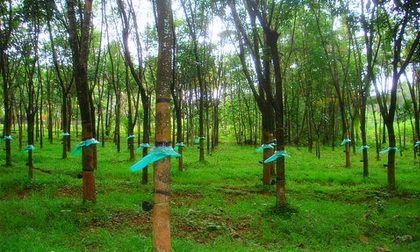 Phát hiện thi thể bị đâm nhiều nhát dao trong rừng cao su