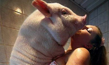 Những con lợn sướng như... con heo