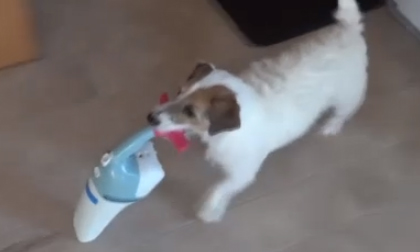 Jesse - Chú chó thông minh, đảm đang nhất hành tinh