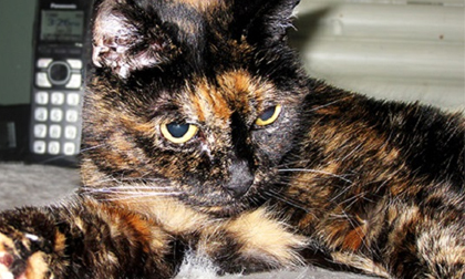 Chú mèo già nhất thế giới bước sang tuổi 27
