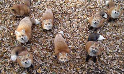 Sửng sốt trước làng cáo ở Nhật Bản