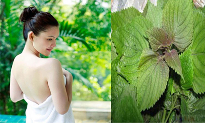 Những điều cần nhớ để tắm trắng thành công với lá tía tô