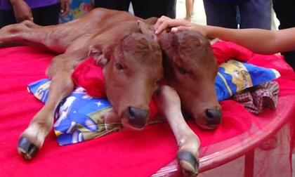 Người dân đổ xô xem bê 2 đầu