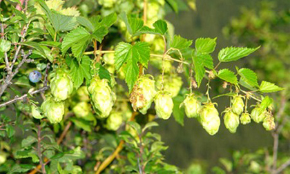 Lifenol – Giải pháp mới cân bằng nội tiết tố nữ