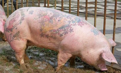 Lợn xăm hình được bán với giá 'trên trời'