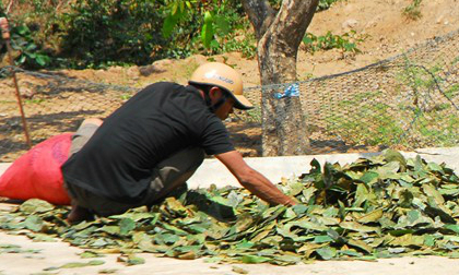 Thương lái lạ về miền Tây mua lá mãng cầu xiêm làm gì?