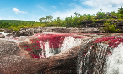 Ngẩn ngơ trước sắc đẹp kì ảo của dòng sông Caño Cristales