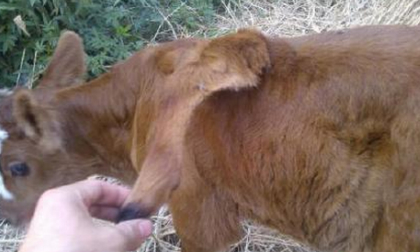 Bò 5 chân xuất hiện tại Trung Quốc