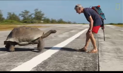 Rùa đuổi người lạ vì phá hỏng 'giây phút riêng tư'