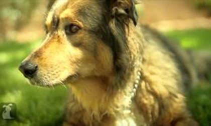 Ca khúc 'Call me maybe' phiên bản cún cưng