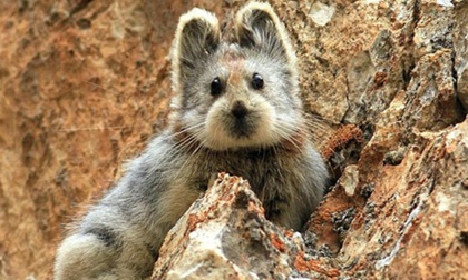 'Thỏ ma thuật' siêu hiếm tại Trung Quốc tiếp tục xuất hiện