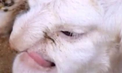 Xuất hiện cừu mặt người 'gây sốc'