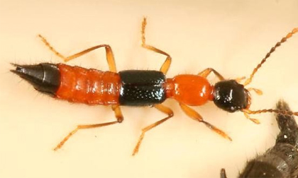 Những điều cấm kị trong cách xử lý kiến ba khoang