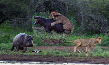 Hài hước cảnh sư tử bị hà mã đuổi 'chạy mất dép' vì cắn trộm
