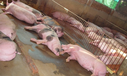 Kinh ngạc loại 'thuốc' vỗ lợn tăng 30- 40kg/tháng