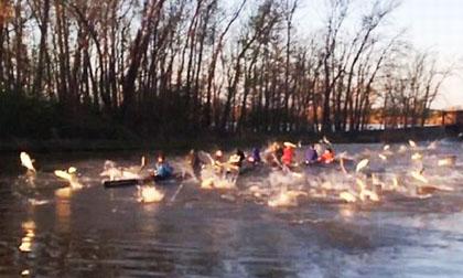 Cá chép 'tấn công' người gây hoang mang ở Mỹ