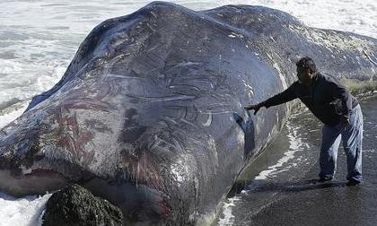 Cá voi khổng lồ trôi dạt vào bờ biển nước Mỹ