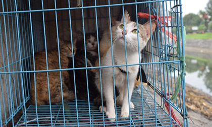 Cảnh giết mèo ở Hà Nội lên báo nước ngoài