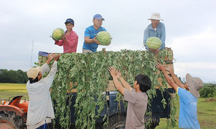 Dưa hấu Quảng Nam bị ép giá 1.000 đồng/kg tại ruộng?