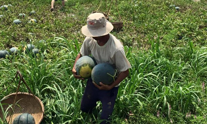 Quảng Nam không còn dưa hấu thu hoạch để bán