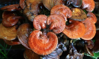 9 nguyên liệu tại gia chữa ung thư buồng trứng