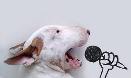 Thú vị bộ ảnh của 'super dog'