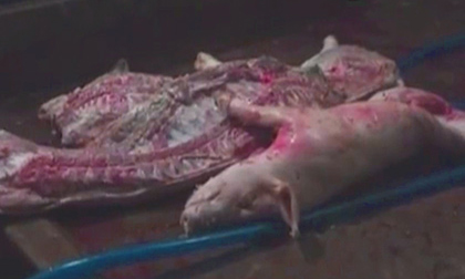 Người Sài Gòn hoang mang vì thịt heo tiêm thuốc an thần