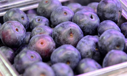 'Cuồng' việt quất, nhiều người chi tiền triệu mua giống