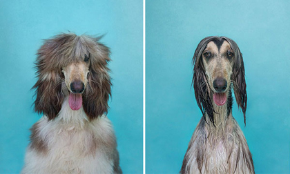 Chết cười với sự khác biệt của chó cưng trước và sau khi tắm