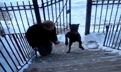 Chó leo bậc cầu thang bằng 2 chân cực đỉnh