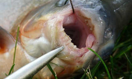 ‘Tròn mắt’ ngắm 10 sinh vật có ngoại hình khó tin 'nhất quả đất'