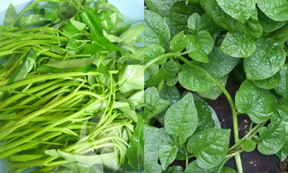 Điều cần cân nhắc khi ăn rau mồng tơi, rau muống, rau ngót và rau dền