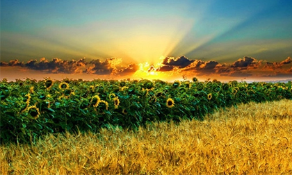 Mênh mông ‘hoa nắng’ trên đất xứ Nghệ