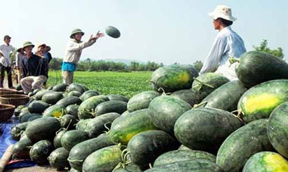 Nông sản Việt đang 'chết mòn' vì... thương lái