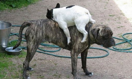 Những tư thế 'khó đỡ' của những chú chó 